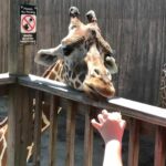 Giraffe Looking for Food at Sedgwick County Zoo