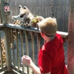 Giraffe Eating Lettuce at Sedgwick County Zoo