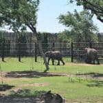 Elephant Yard at Sedgwick County Zoo