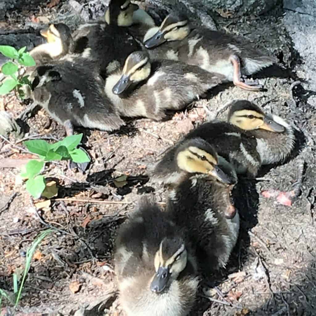 Baby Ducks at Sedgwick County Zoo
