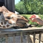 Giraffe Feeding at Sedgwick County Zoo