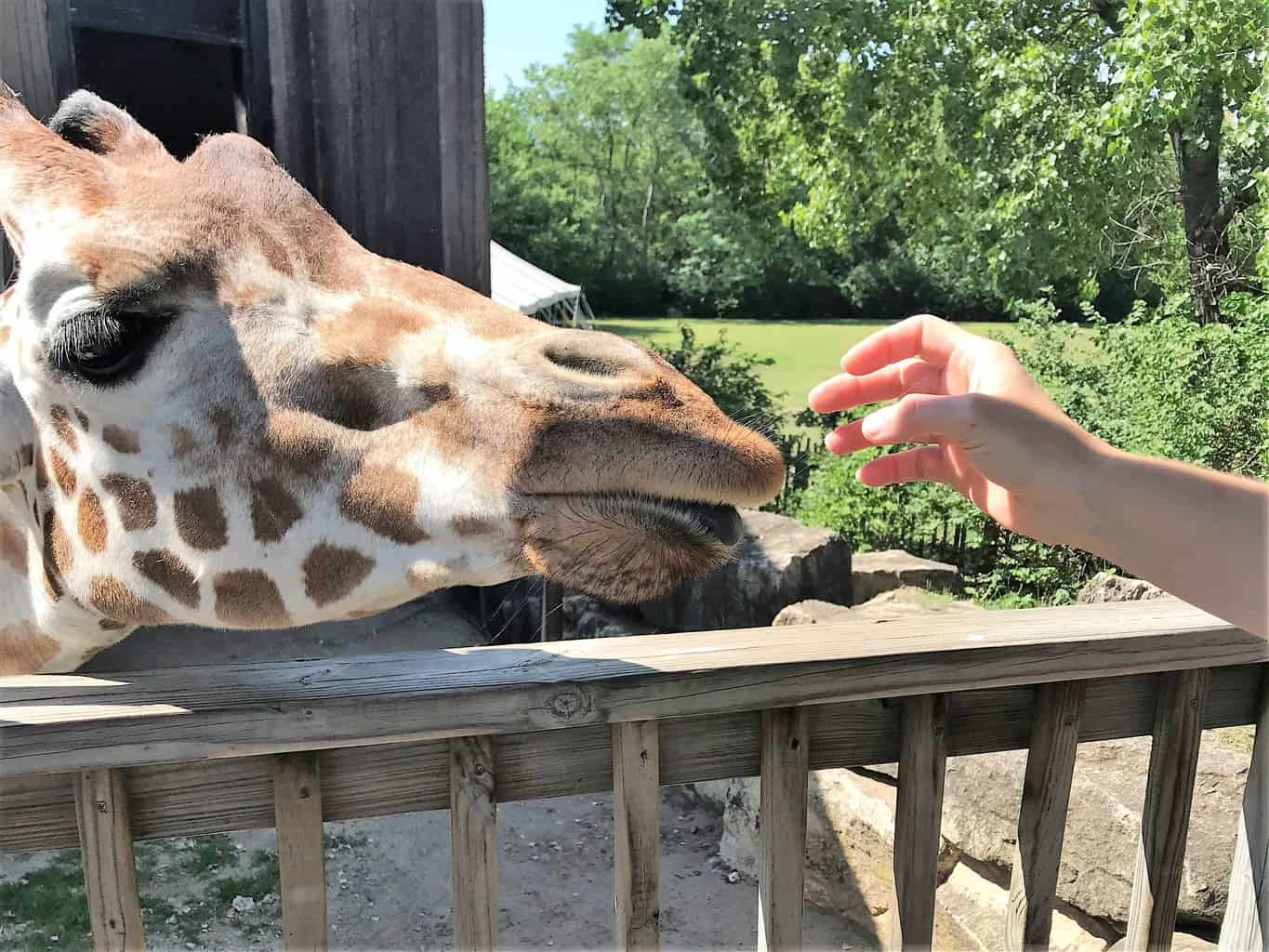 Giraffe Feeding at Sedgwick County Zoo