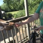 Feeding the Giraffes at Sedgwick County Zoo