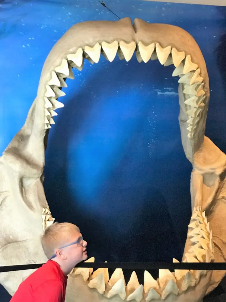 Shark Display at Exploration Place