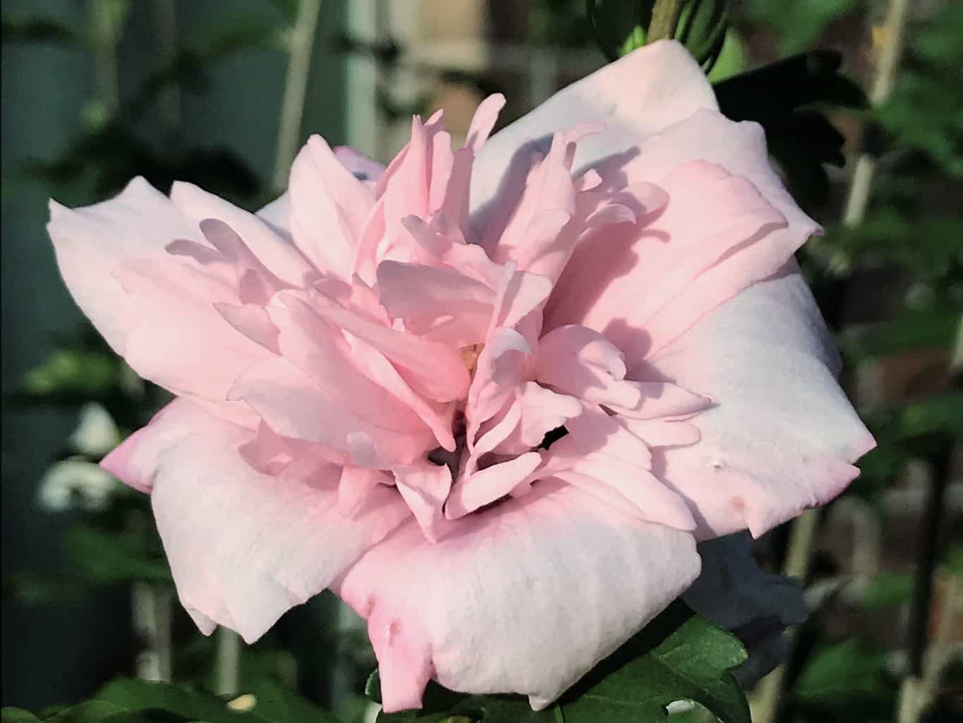 Lady Stanley Rose of Sharon Tree