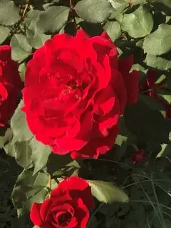 Don Juan Roses